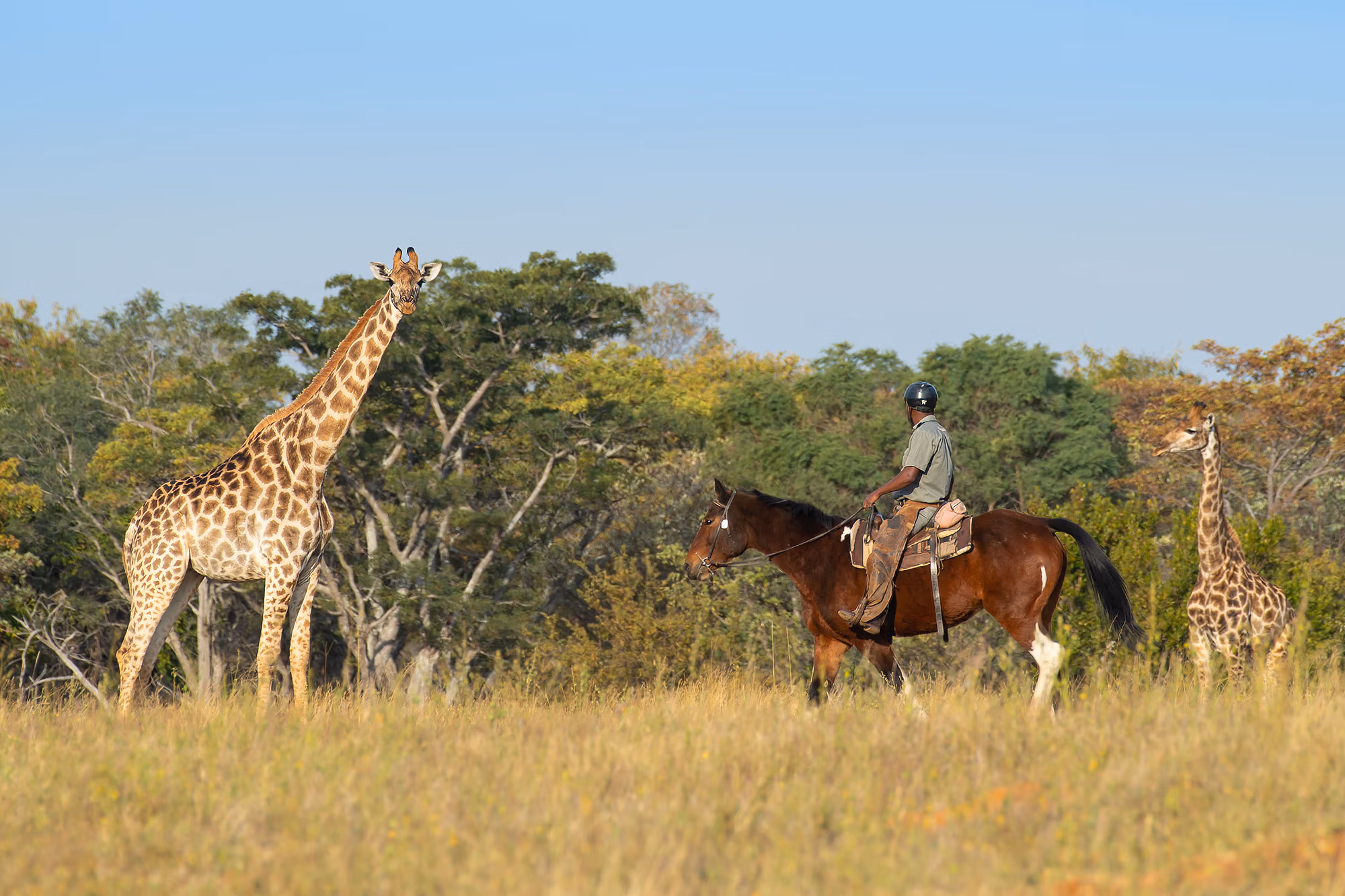 Safari équestre en Afrique avec un cavalier accompagné d’un guide s’approchant de deux girafes sauvages.