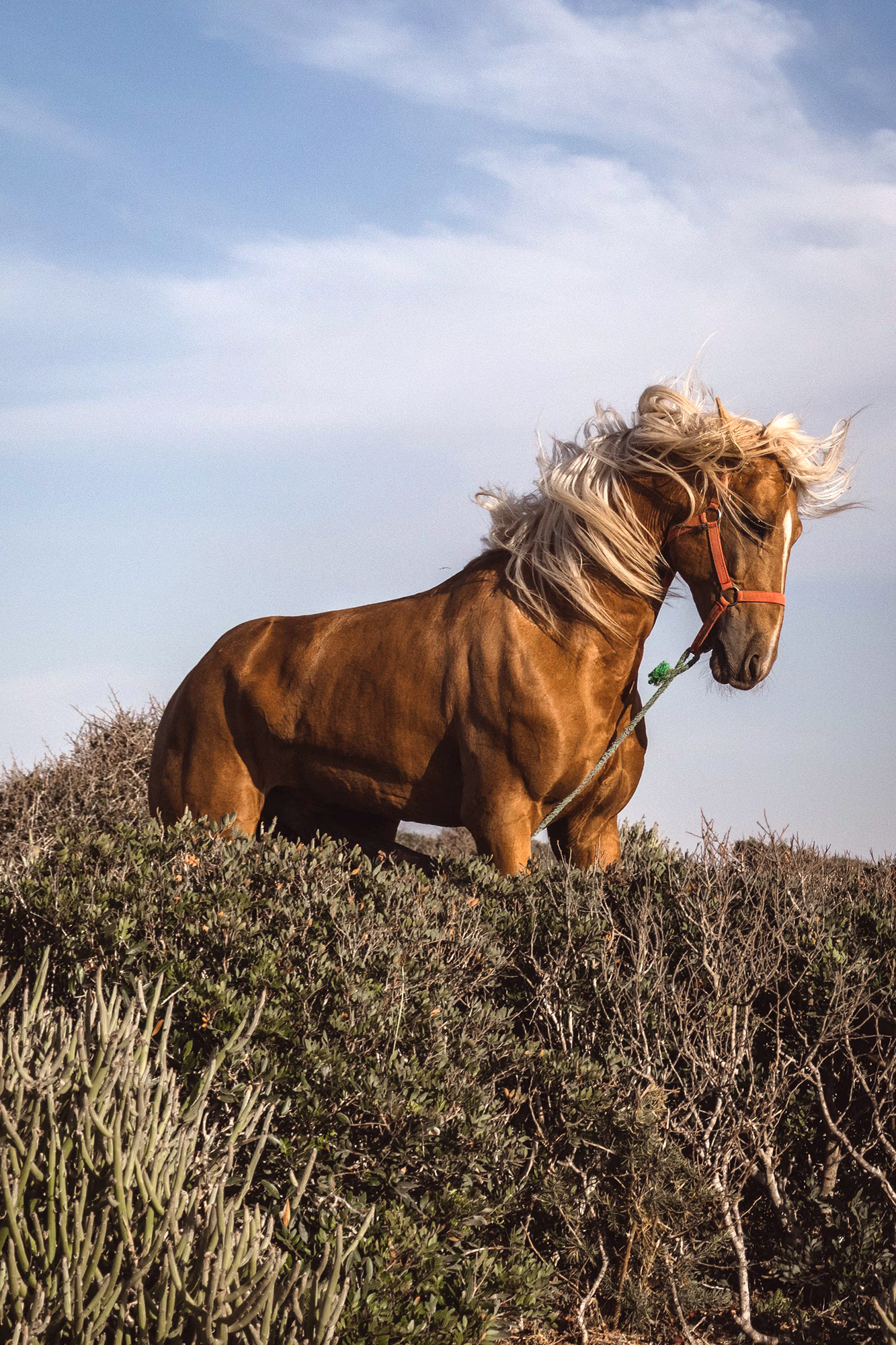 Portrait saisissant d’un cheval à la longue crinière flottant au vent, encadré par des brins d’herbe verte au premier plan.