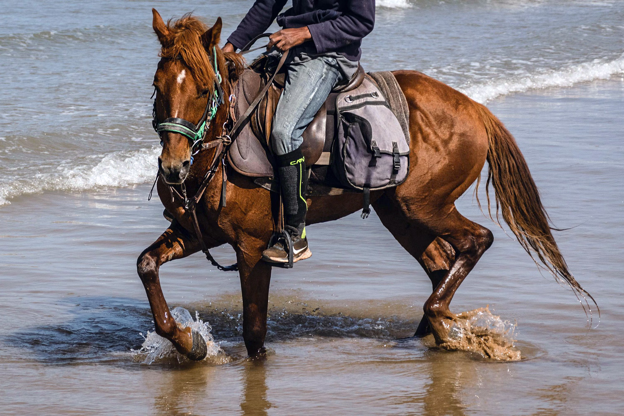 Gros plan sur un cheval monté, trottant avec dynamisme dans les eaux peu profondes de l’océan.
