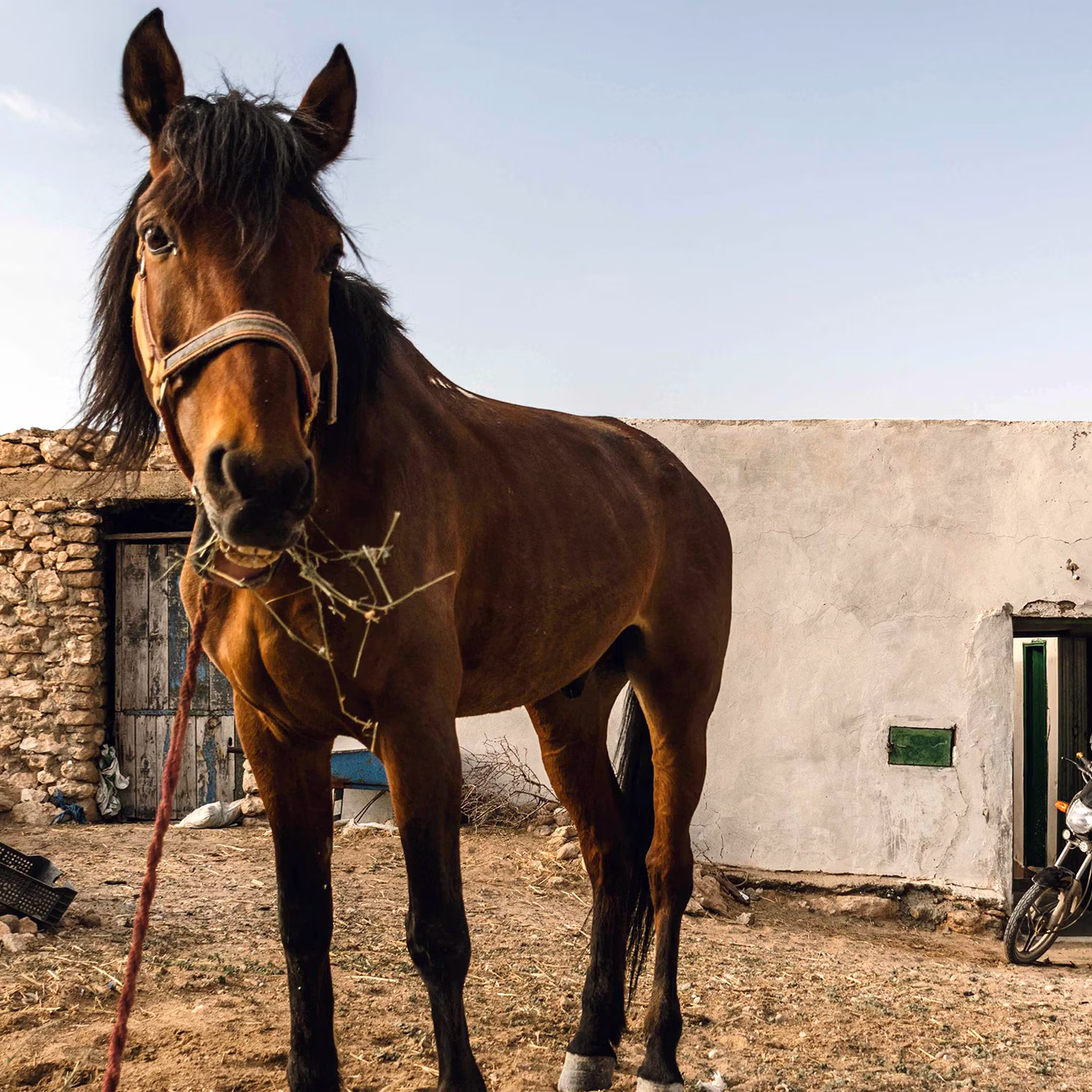 Un cheval attend patiemment devant une maison rustique.