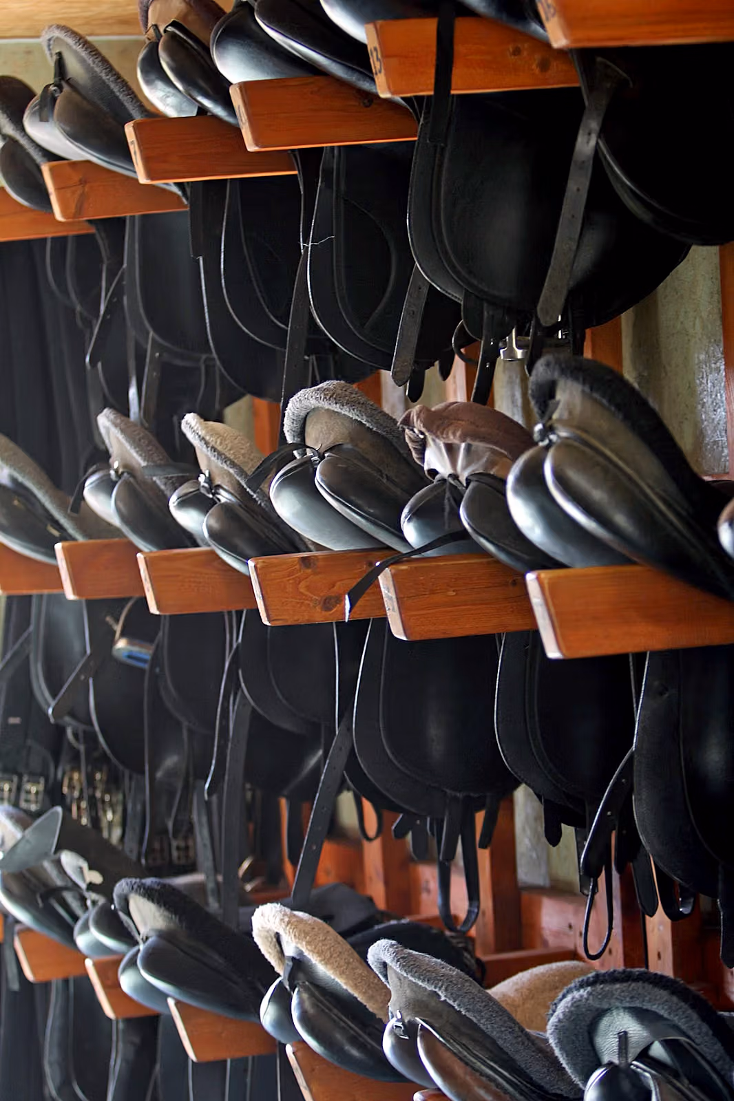 Des selles d’équitation soigneusement alignées et suspendues sur des supports dans une sellerie.