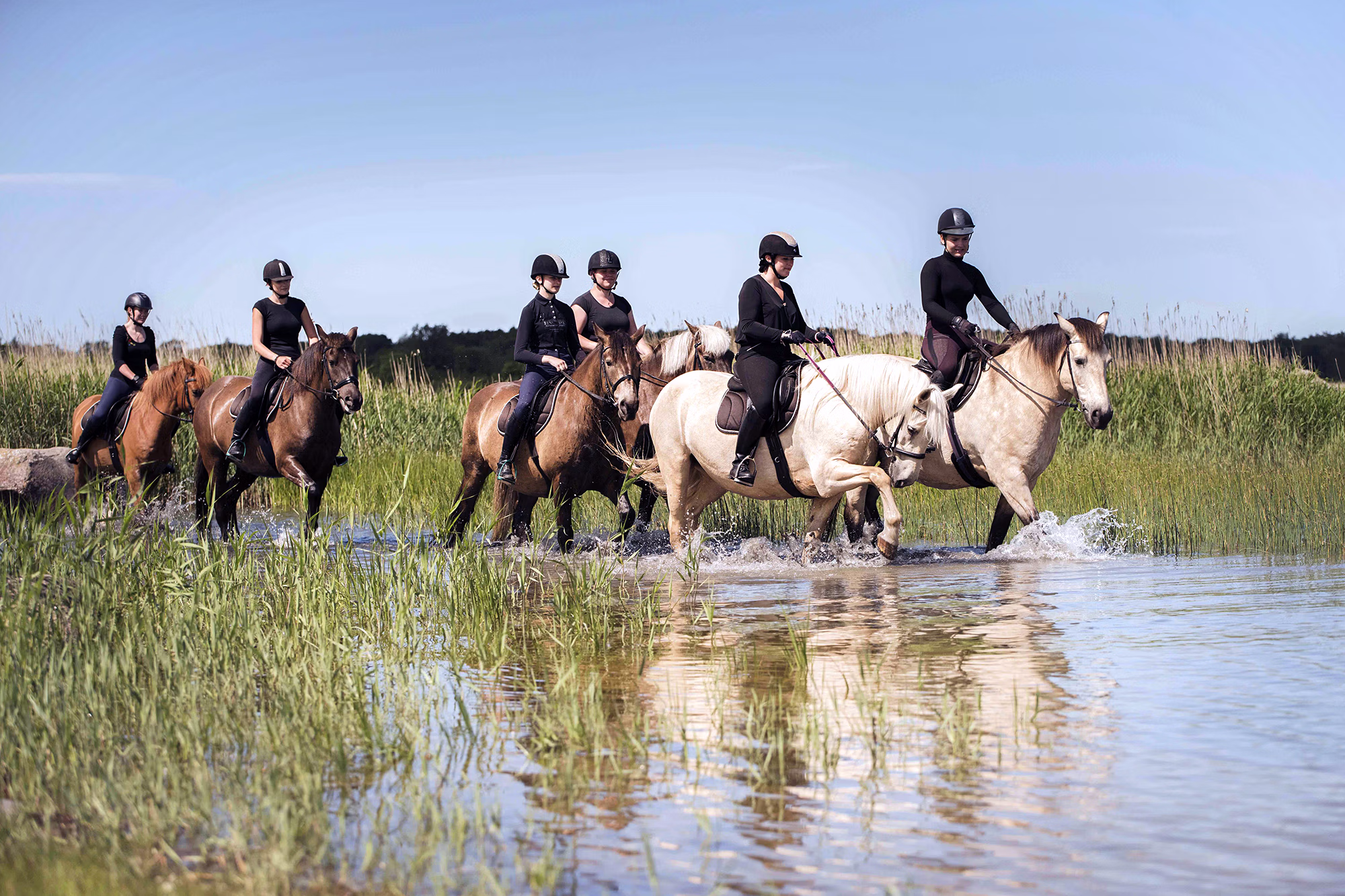 Des cavaliers traversent à cheval les eaux peu profondes de la mer Baltique, entre des zones d’herbes côtières.