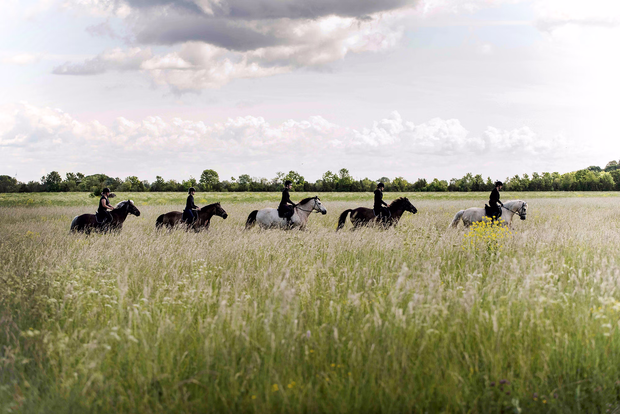 Un groupe de cavaliers traversant de hautes herbes dans un paysage cĂ´tier.