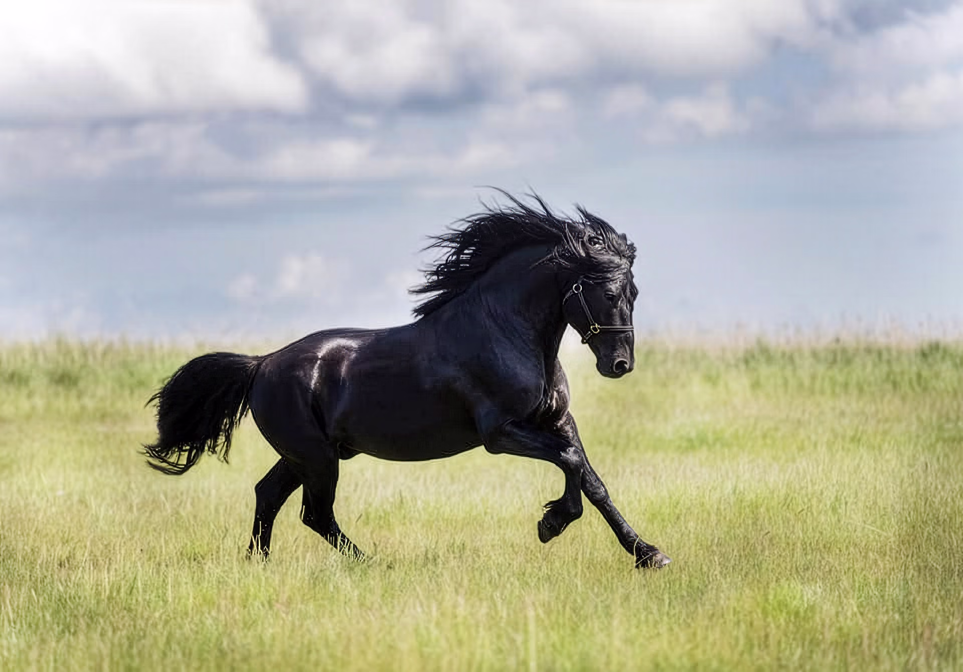 Un beau cheval noir galopant joyeusement dans une prairie verdoyante.