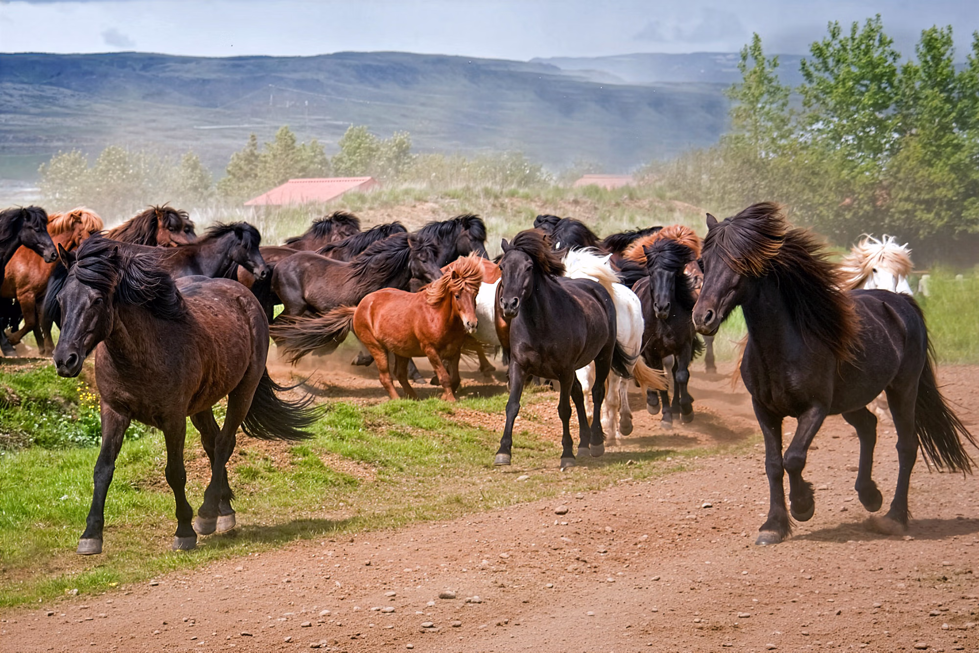 Chevaux islandais dans de vastes pâturages pendant un séjour de randonnée équestre dans le sud de l’Islande.