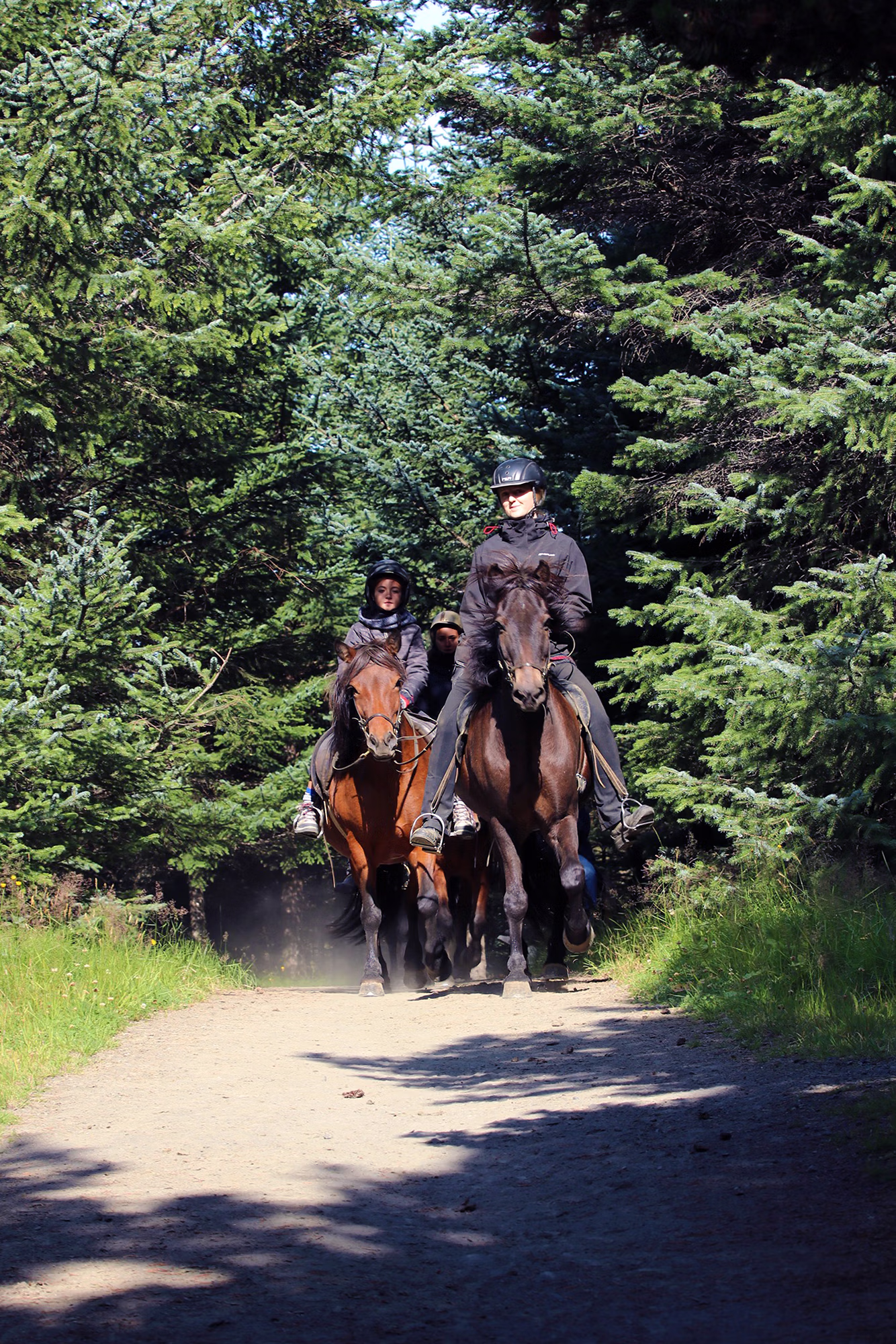 Cavaliers allant a une vive allure dans une foret de pins en Islande