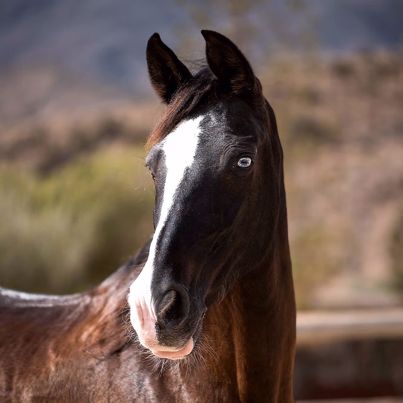 Portrait en gros plan d’un cheval au pelage sombre avec des yeux bleu vif.