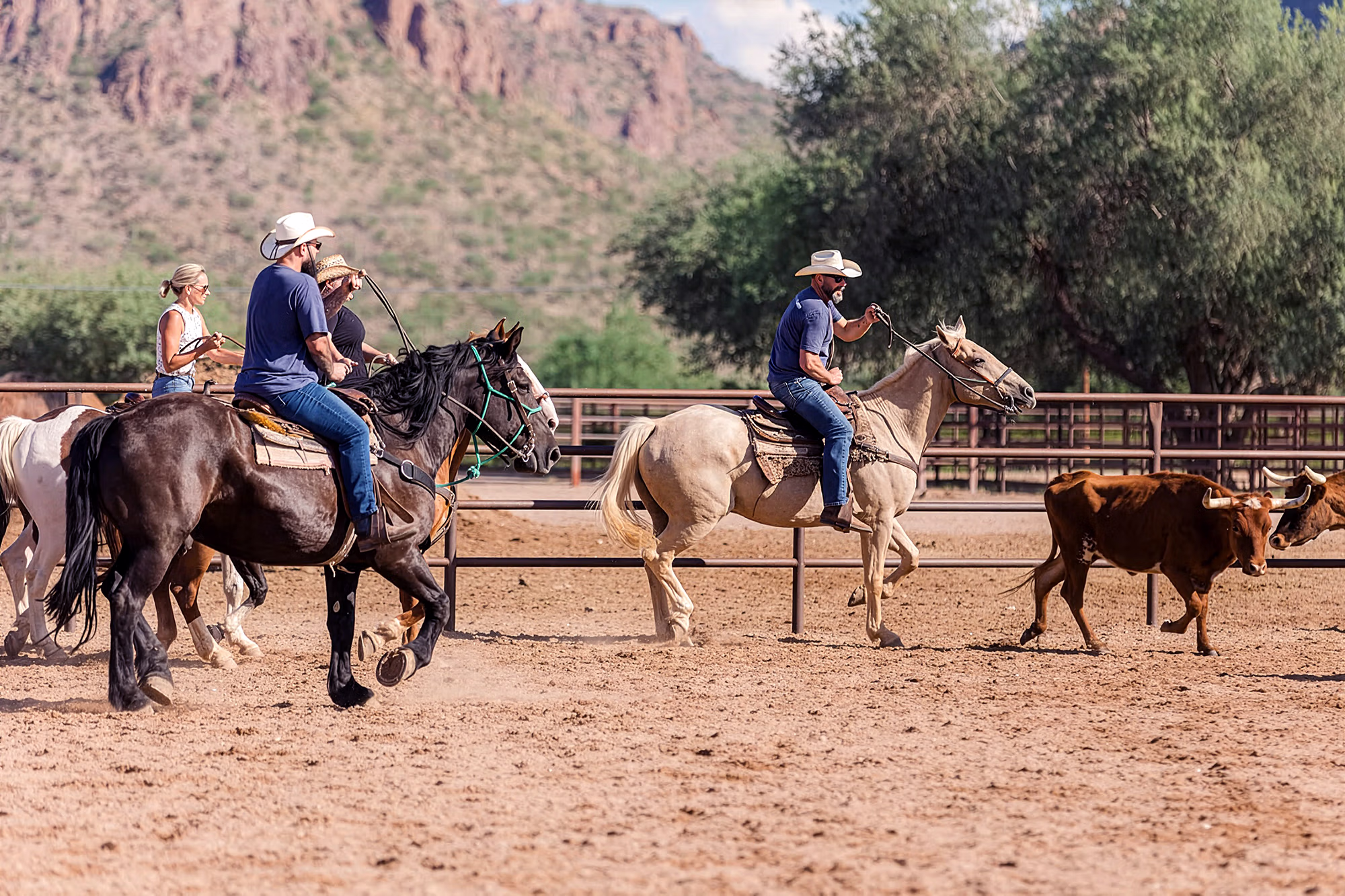 Plusieurs cow-boys à cheval conduisent un petit troupeau de vaches.