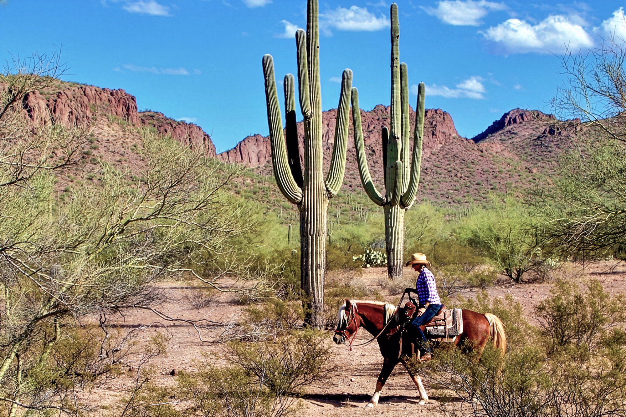Un cavalier solitaire passe à cheval devant d’imposants cactus saguaros.