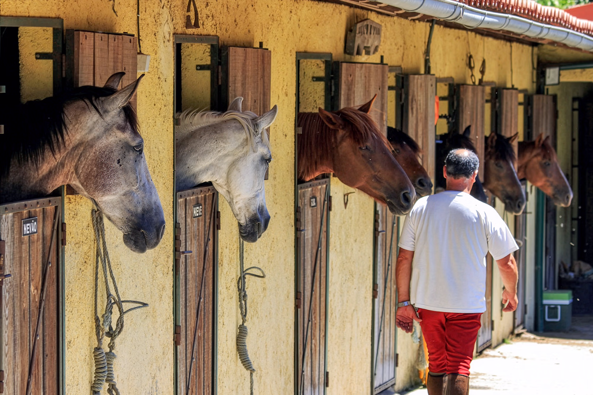 Un homme passe devant une rangée d’écuries ouvertes, tandis que des chevaux passent la tête par les portes de leurs boxes.