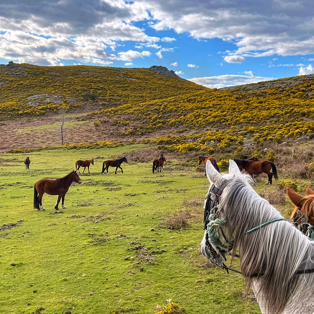 Un groupe de cavaliers à cheval fait une pause pour observer des chevaux sauvages.