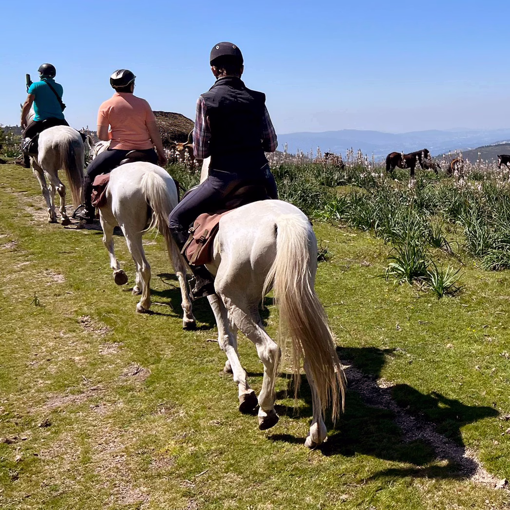 Une file de cavaliers gravit une colline verdoyante.