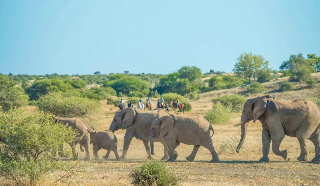 Un troupeau d’éléphants traverse le bush africain devant un groupe de cavaliers en safari équestre.