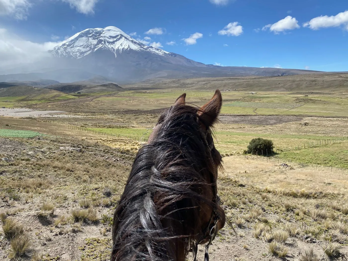 Vue entre les oreilles d’un cheval sur un vaste paysage dominé par un volcan enneigé.