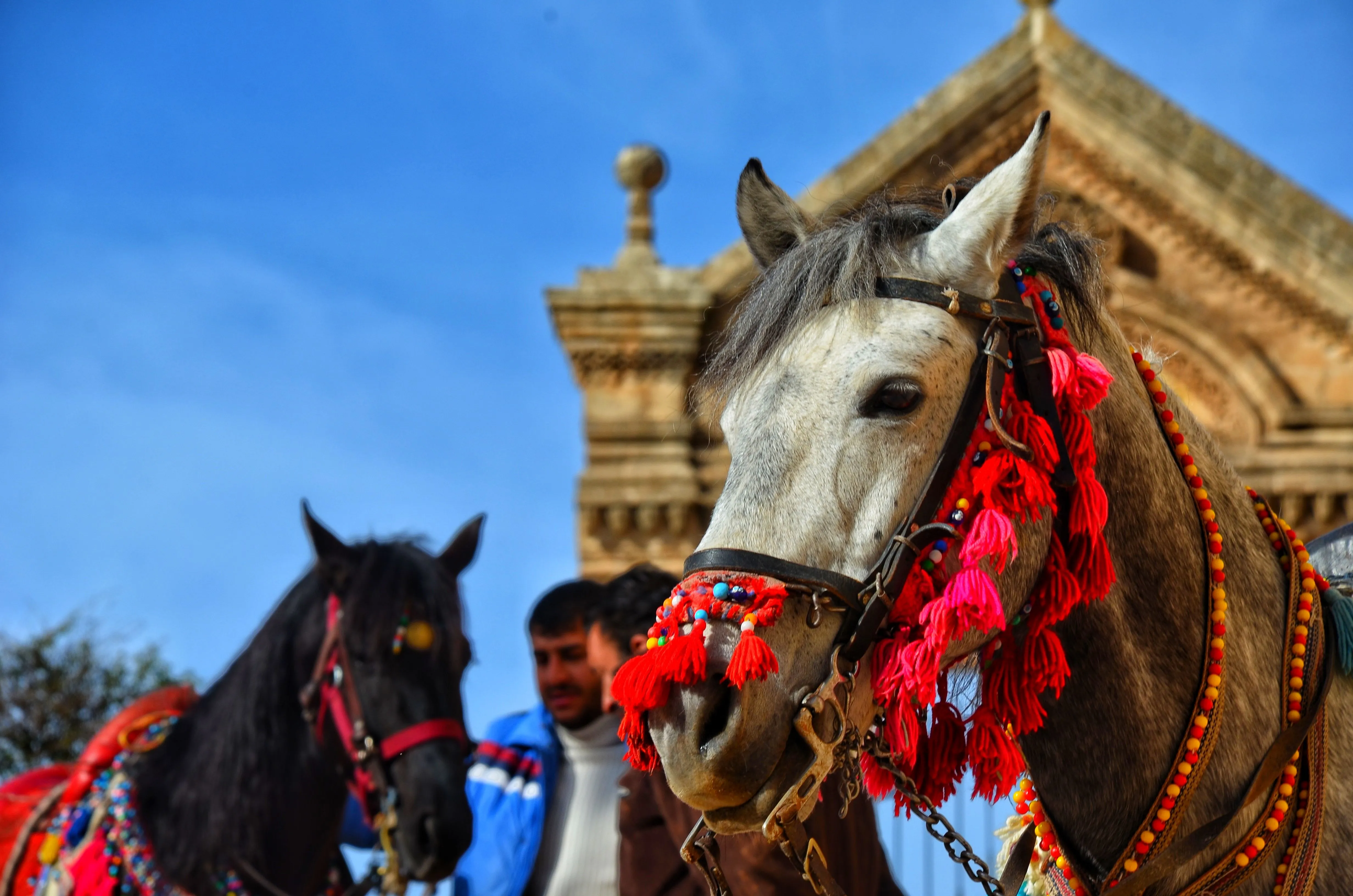 Chevaux ornés de pompons colorés devant une architecture traditionnelle.
