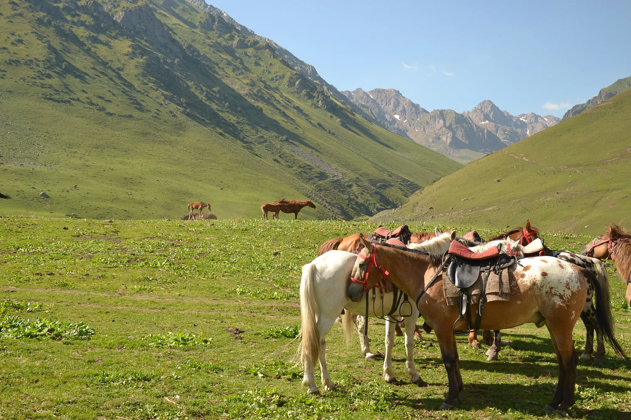 Un groupe de chevaux, certains sellés certains en liberté, prennent une pause dans une vallée verte du Kirghizistan, de hautes montagnes en toile de fond.