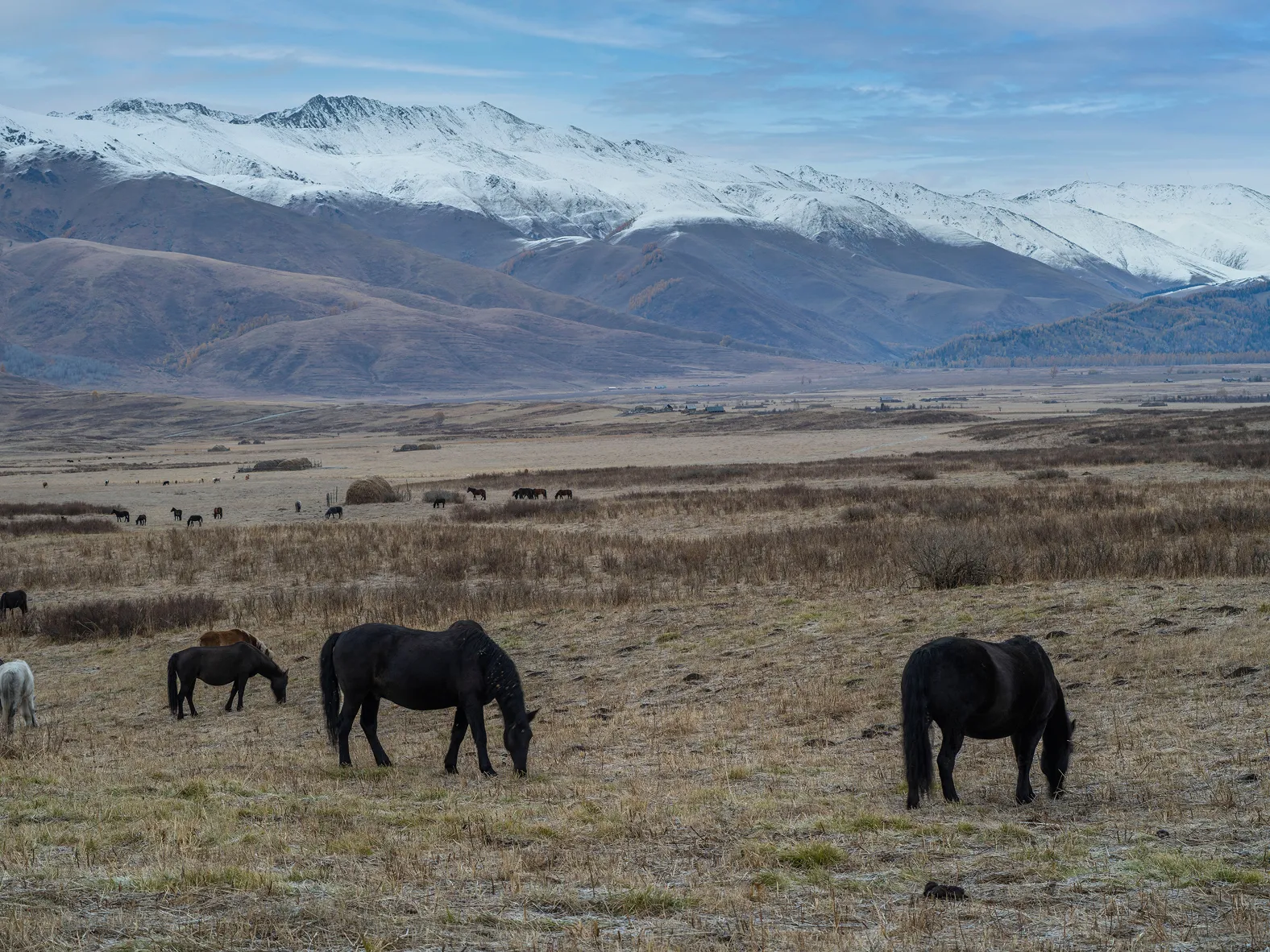 Des chevaux paissent dans une vaste vallée au pied de montagnes enneigées.