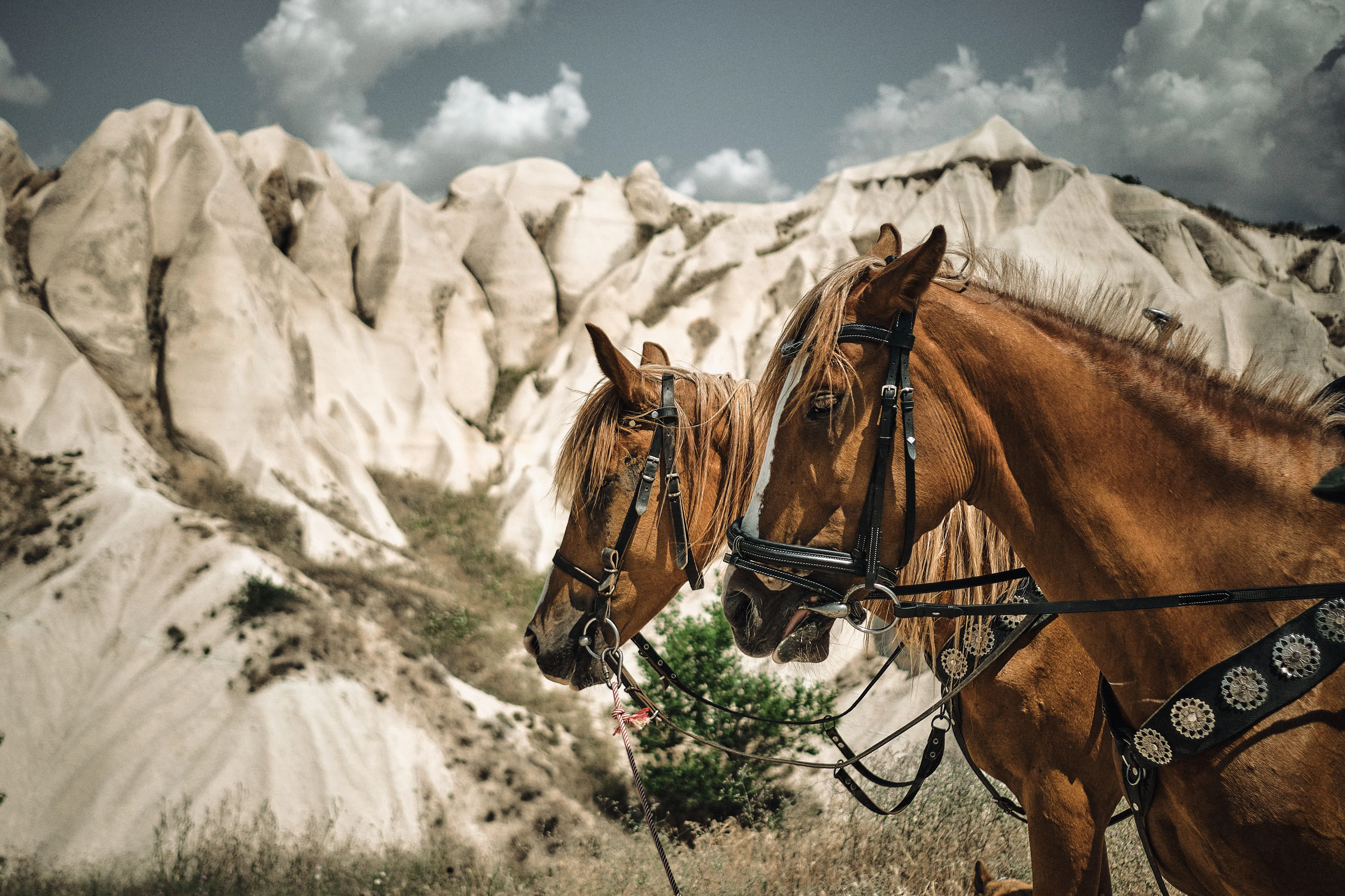 Gros plan sur les tetes de deux chevaux bridés sur un fond de paysage lunaire de Cappadoce en Turquie.
