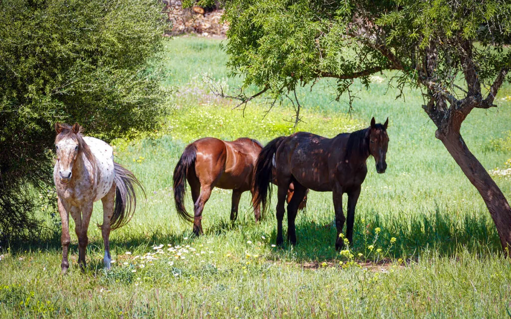 vacances à cheval