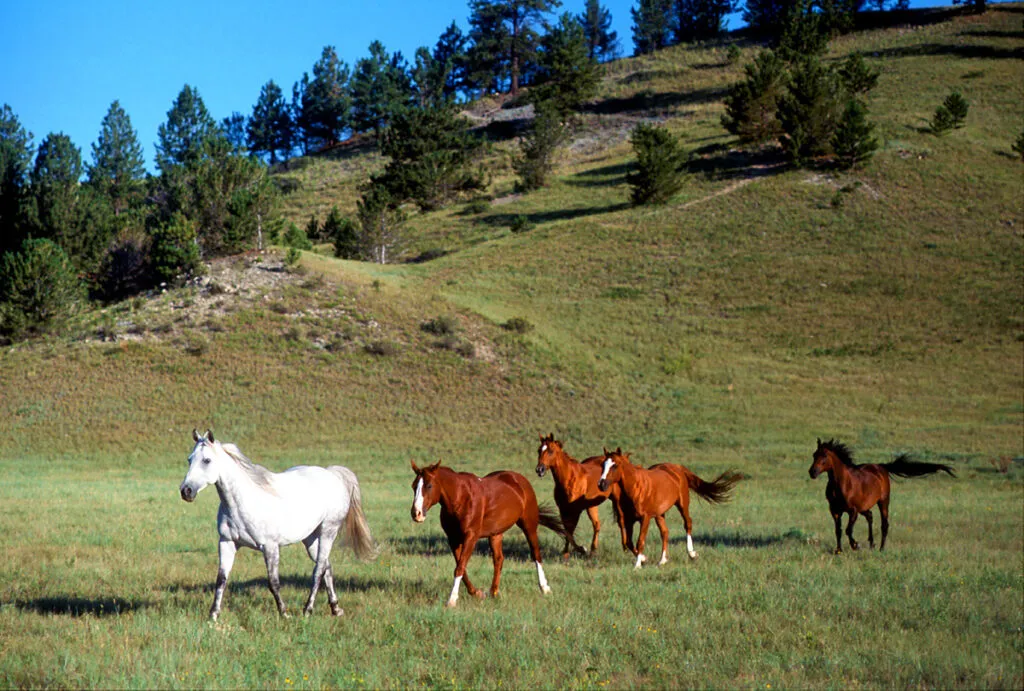 voyage à cheval