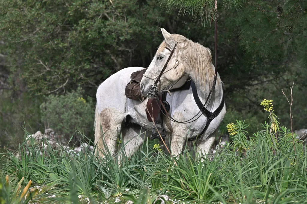 voyage à cheval