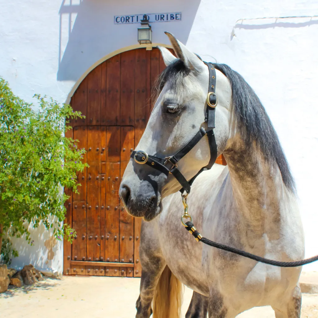 Voyage à cheval