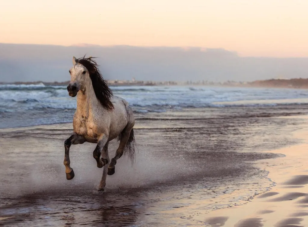 Cheval Arabo Berbere Randonnee Equestre Cote Atlantique Maroc