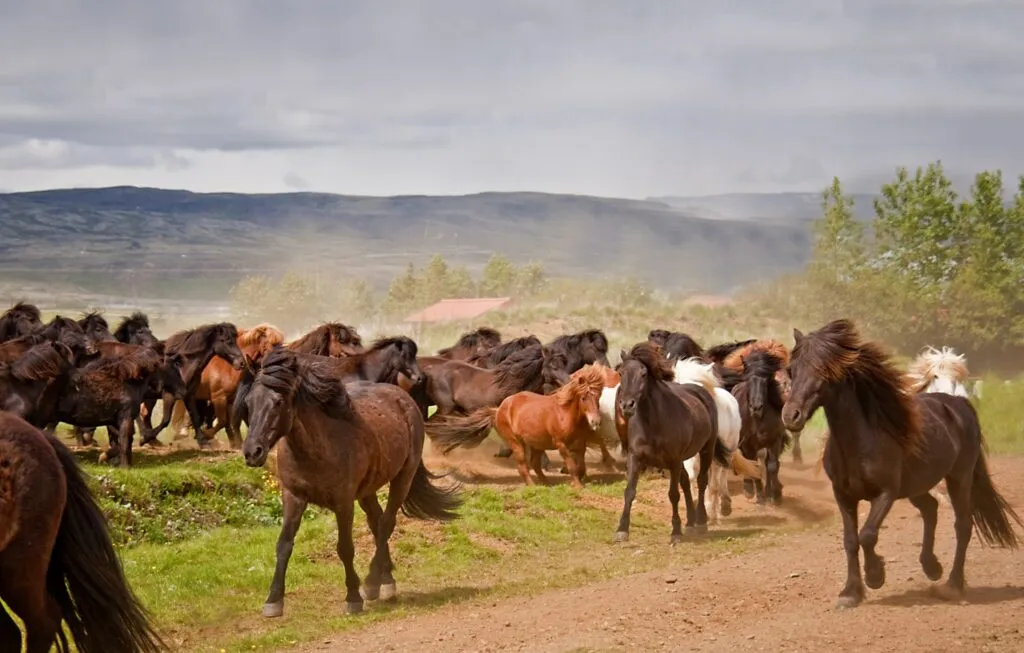 Voyage à cheval