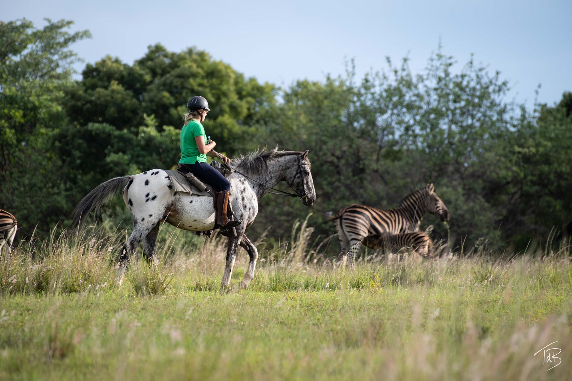Un cavalier et sont cheval suivent un Zebre en Afrique du Sud