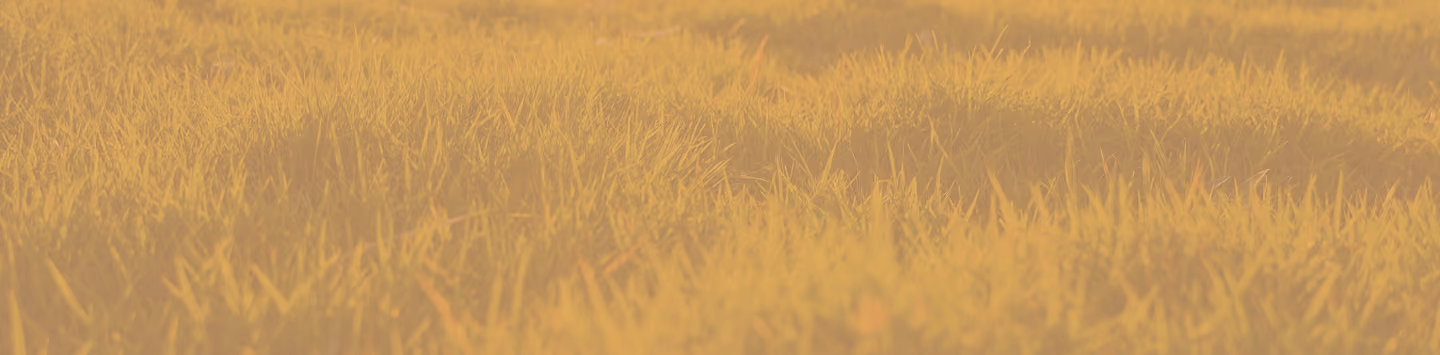 Close-up of sunlit grass blades glowing with a warm golden hue.