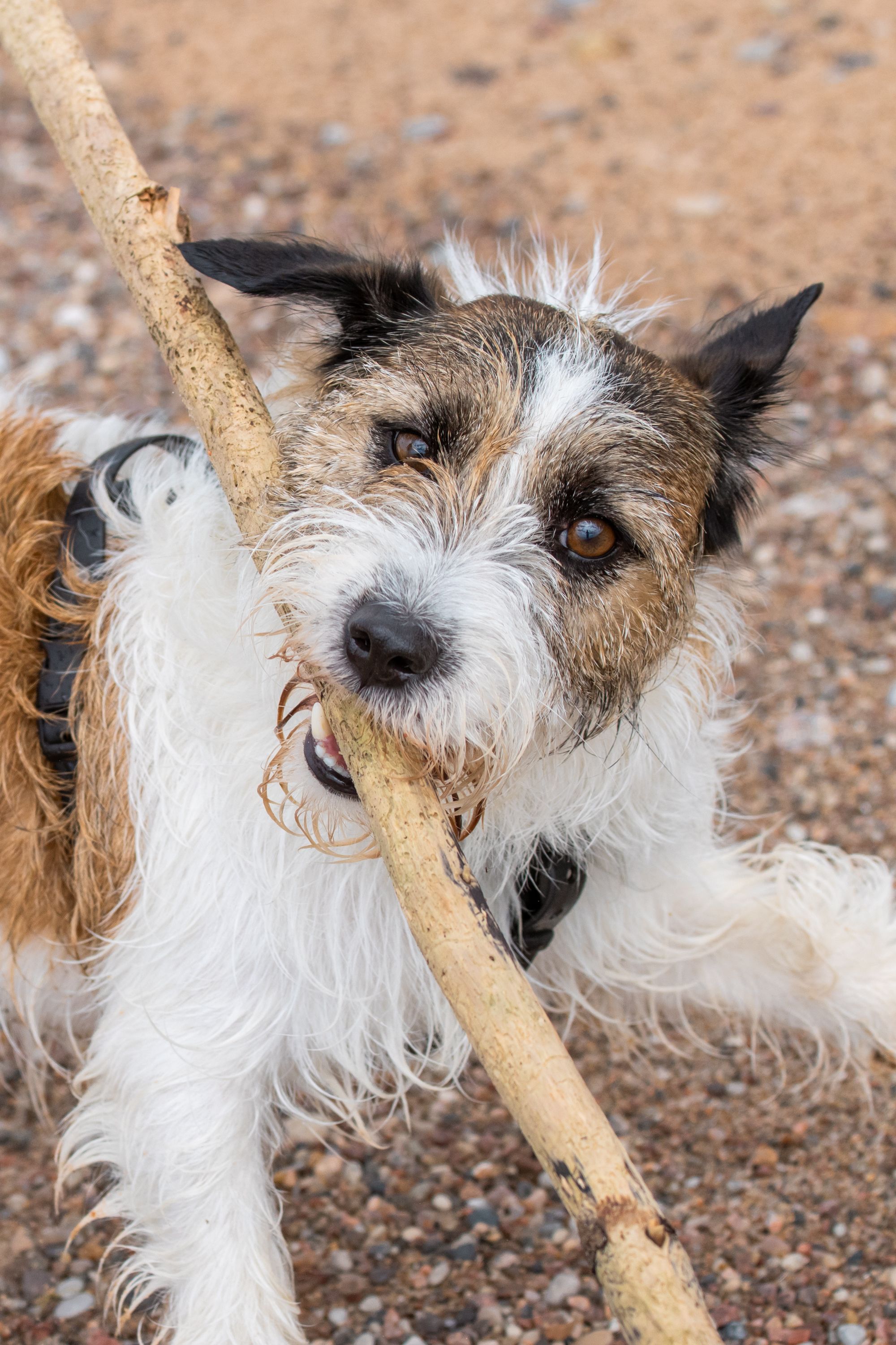 Dog with stick stock image