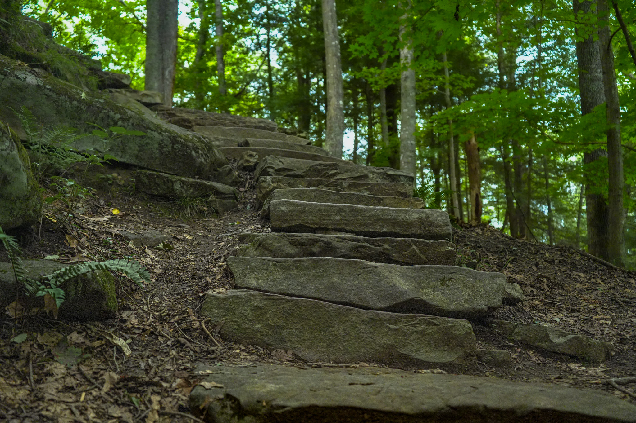 Woodland steps winding through trees.