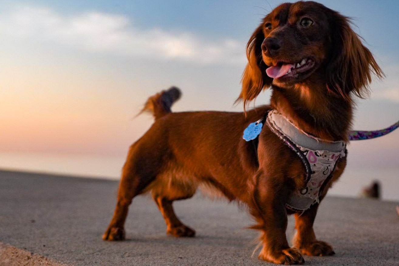 A full-body dog standing in warm sunset light.