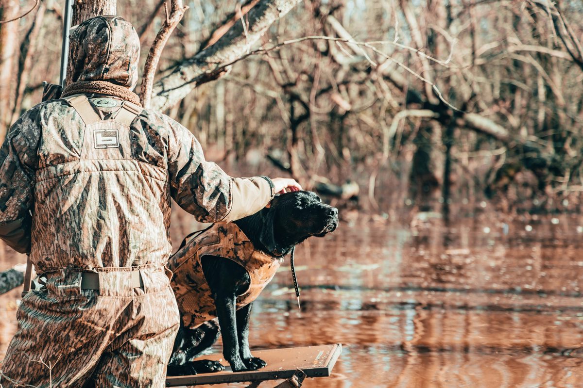 Camouflaged hunter with a vested black Labrador on a stand in flooded timber during a duck hunt