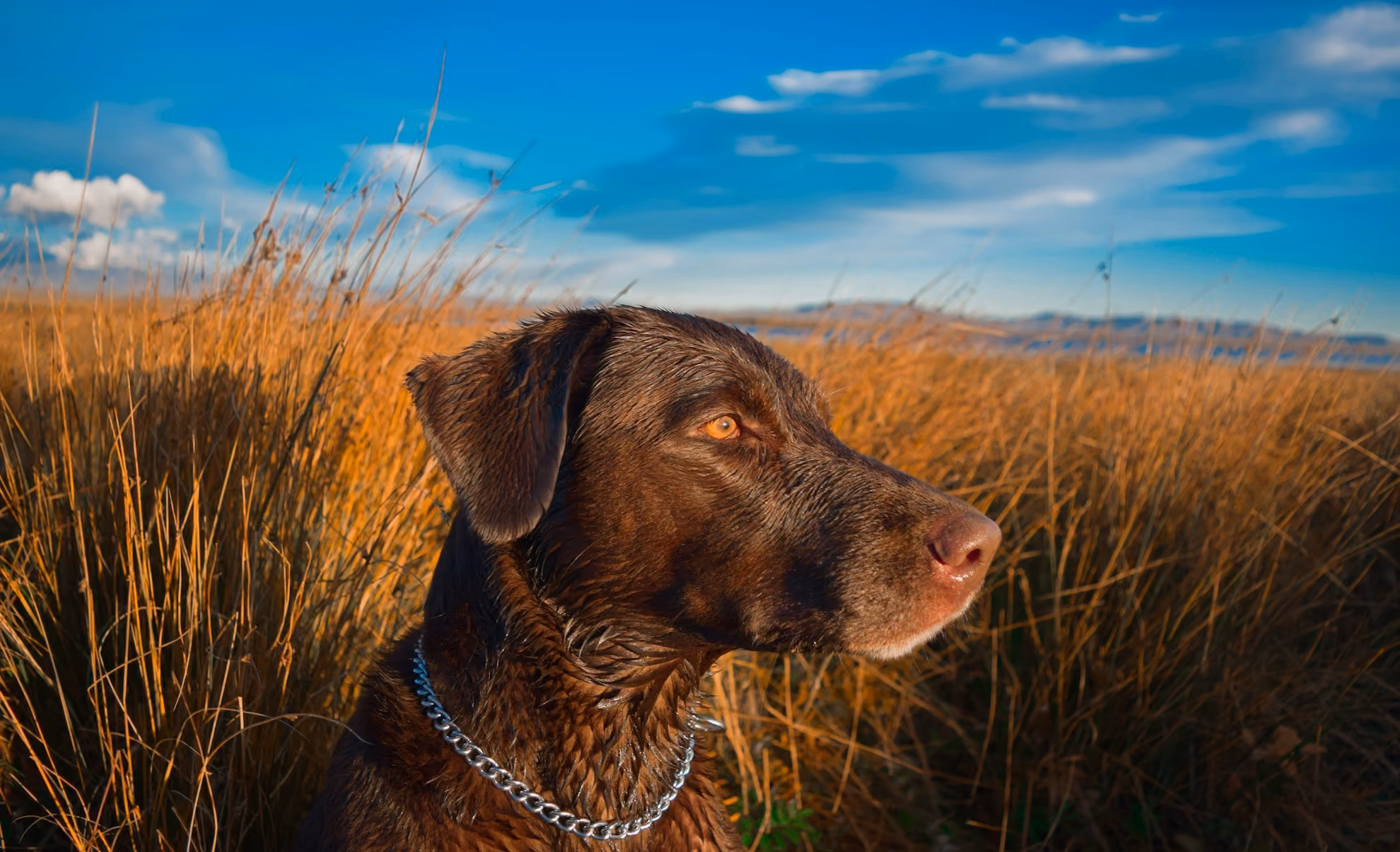 Chocolate Labrador in golden grassland under a bright blue sky, wearing a chain collar