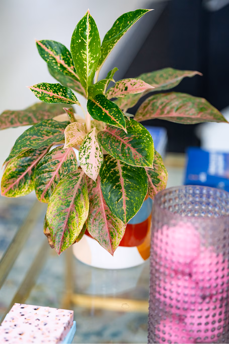 A potted plant with green and pink variegated leaves on a glass table beside a purple textured cup.
