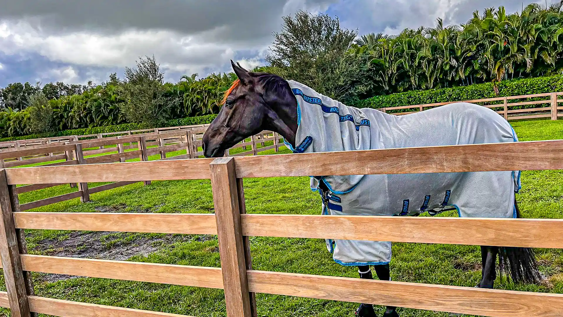Horse safe fence refinishing project
