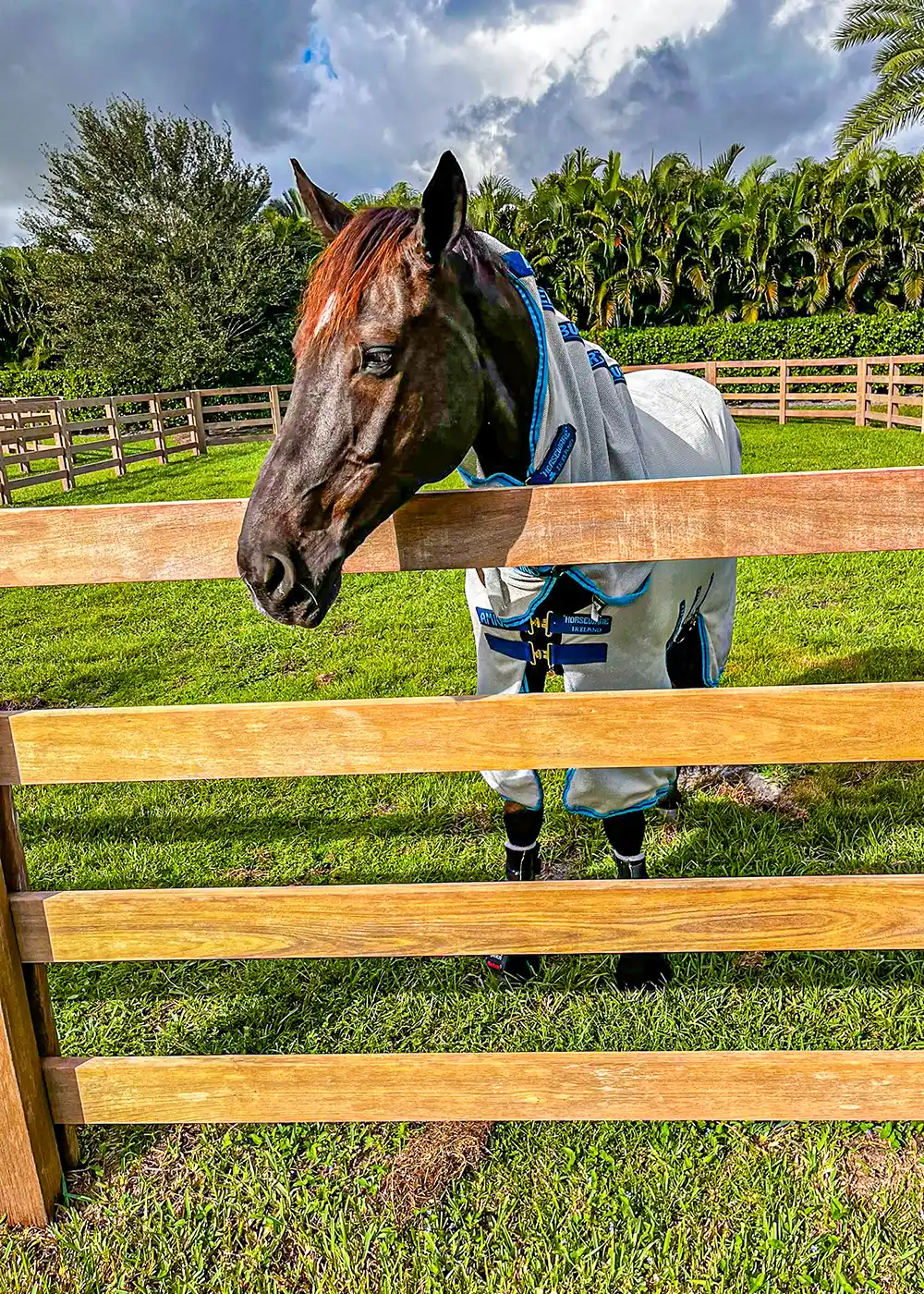 Restored fence boards with horse safe stain