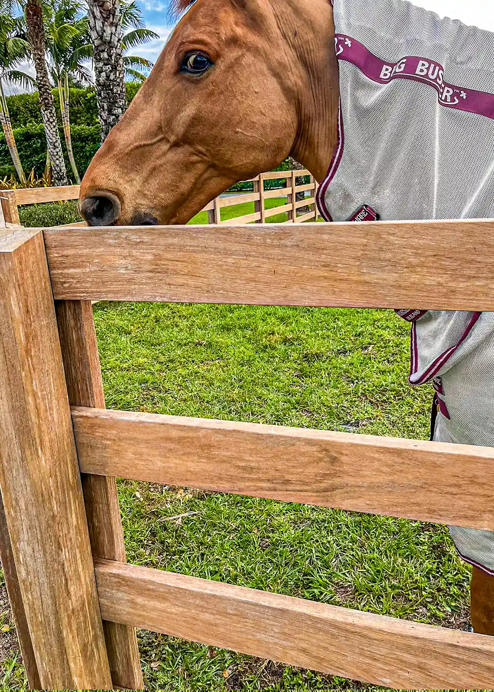Weathered fence before restoration