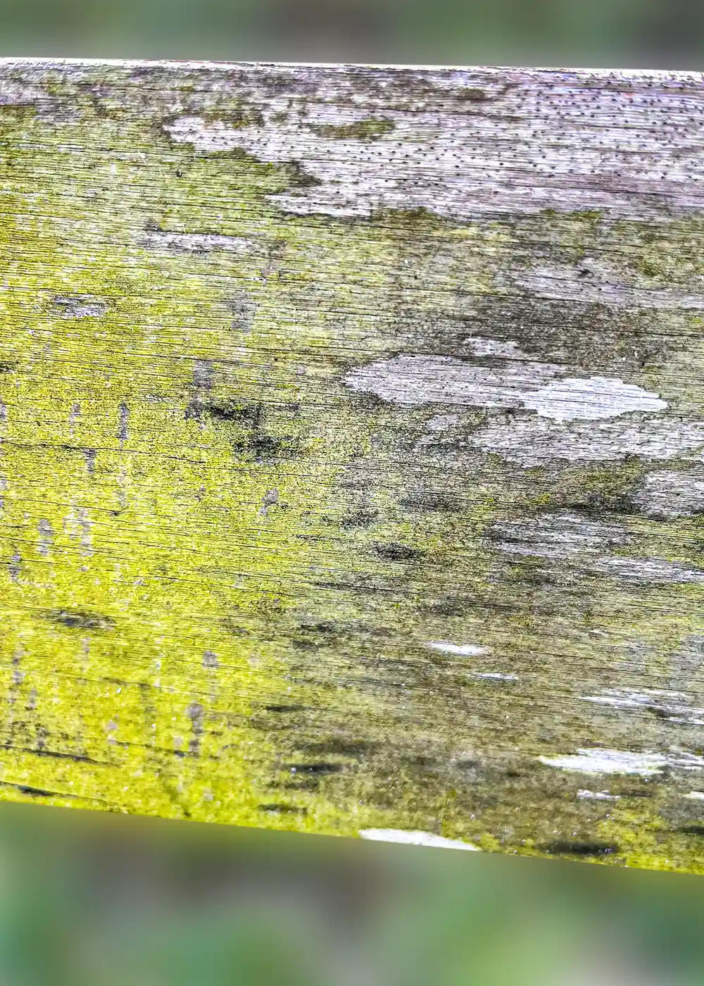 Florida sun and moisture damage on wood fencing