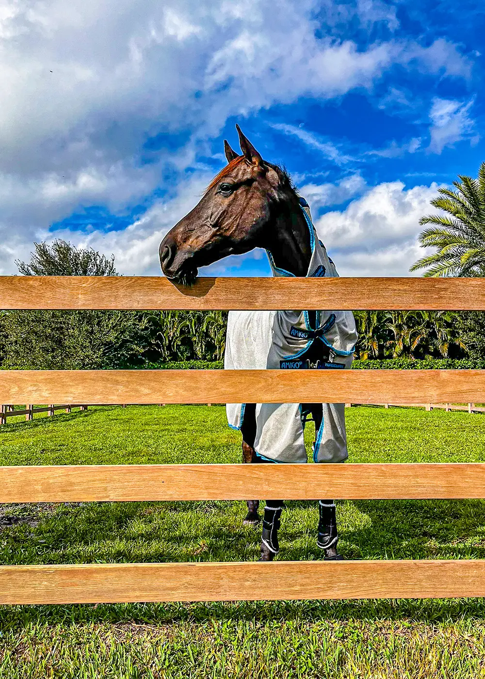 Wood fencing restored across a long run in Wellington