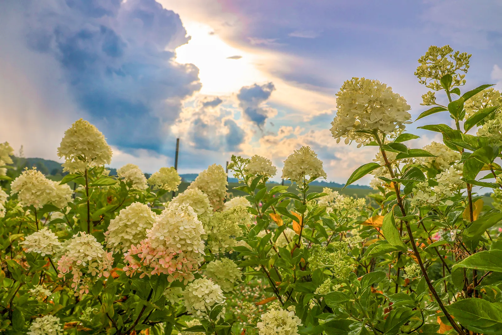 Hummingbird Hill Flower Farm