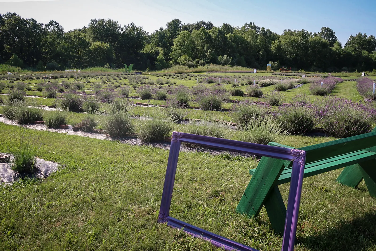 Lavender Trails