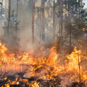 image of the start of a wildfire