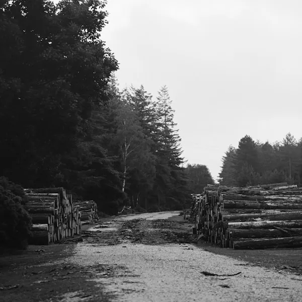 Forest road lined with stacked timber, black and white