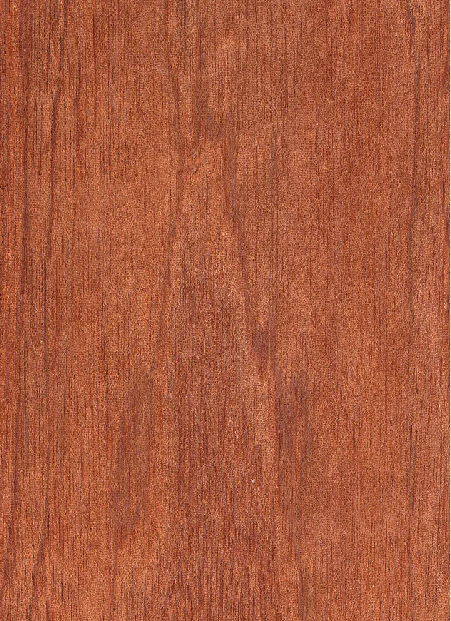 Sapelli