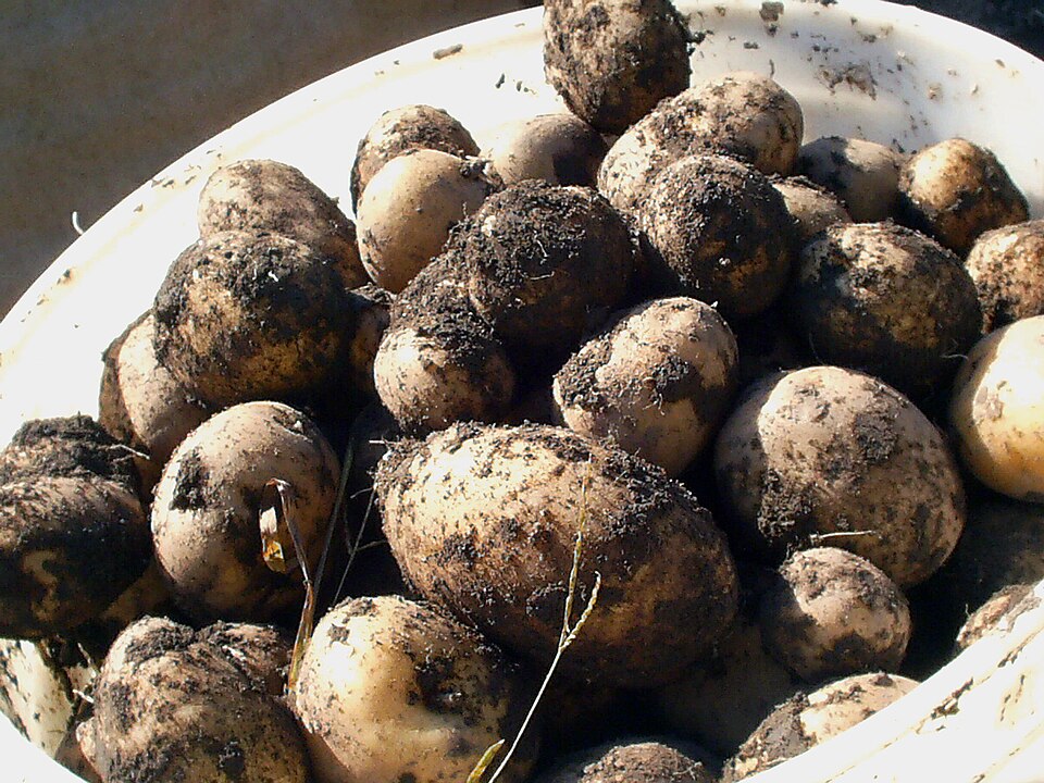 Potatoes