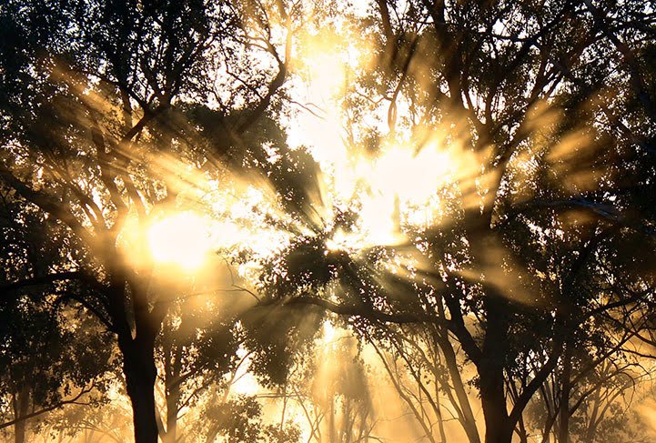 nature sounds