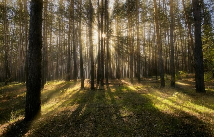 Sunlight streaming through trees.