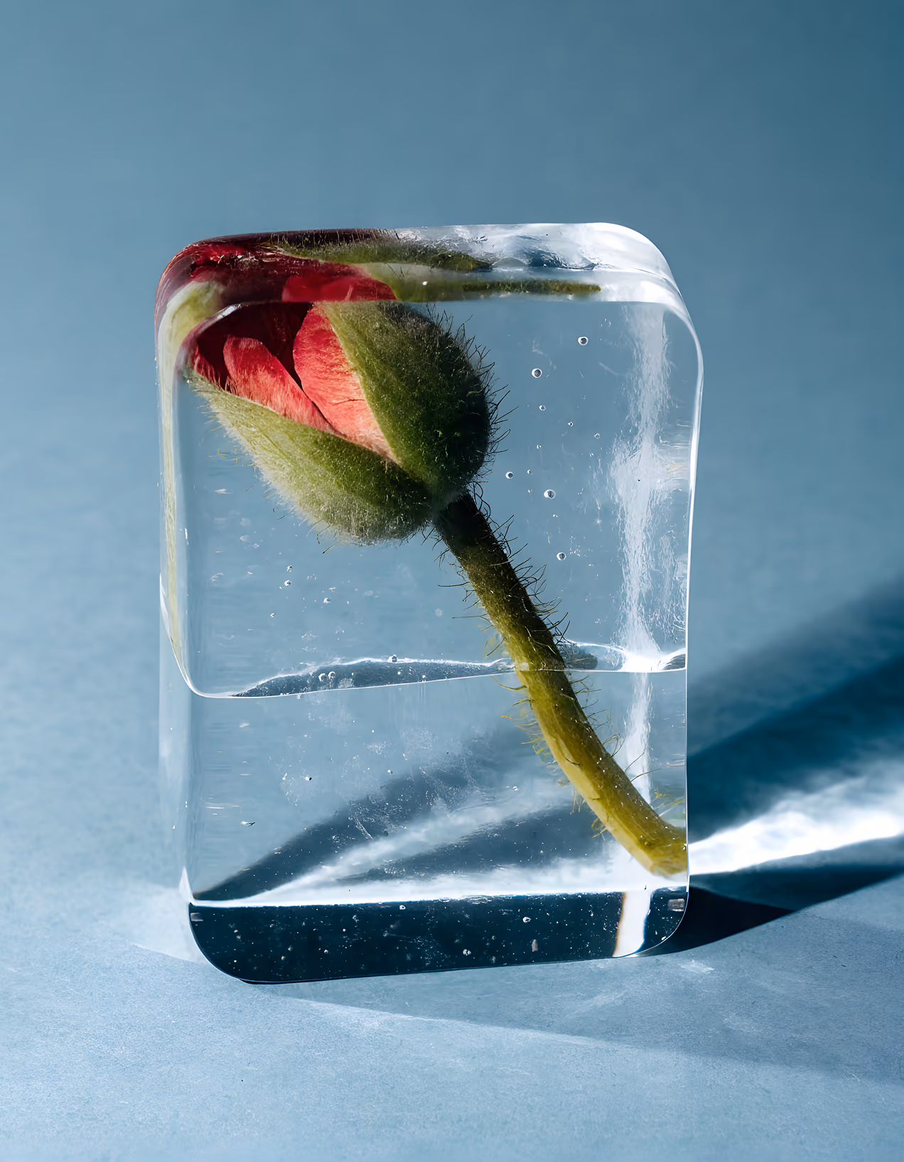Red rosebud frozen inside a clear ice cube casting shadows on a blue surface.